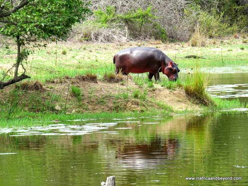 Kruger National Park…After Dark 1