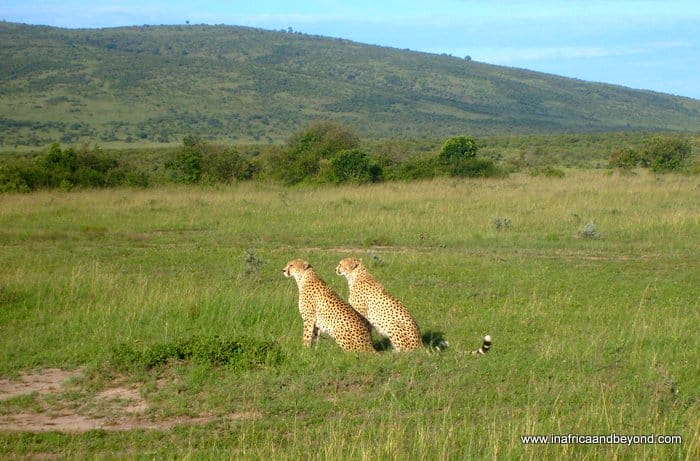 L&rsquo;écart de Safari Origins pour les experts du voyage de luxe