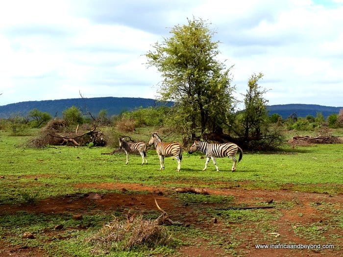 Masai Mara - Game viewers paradise 2 Masai Mara
