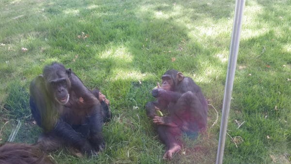 Chimpanzees (taken through the glass)