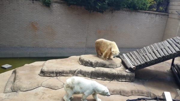 The only polar bears in Africa