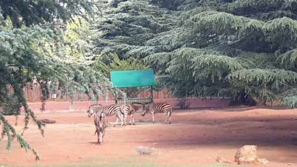 Johannesburg Zoo Trot