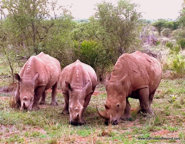 White Rhinos grazing in Madikwe
