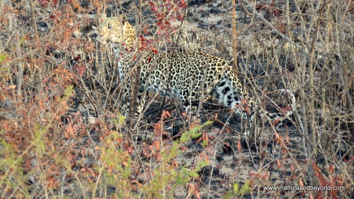 Kruger National Park