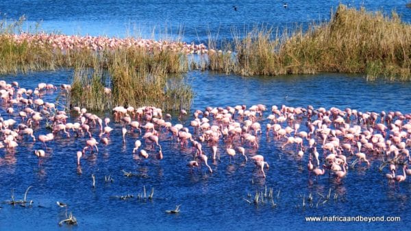 Flamingos at Kamfer Dam