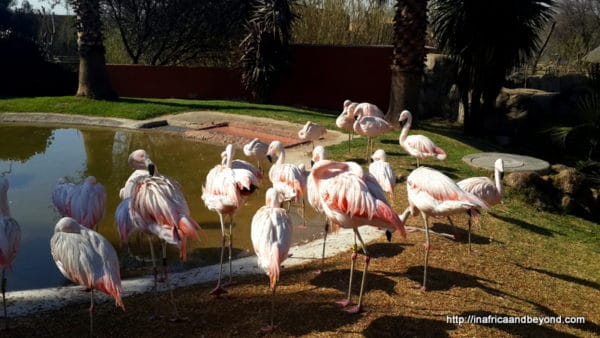 Animal World at Emerald Resort