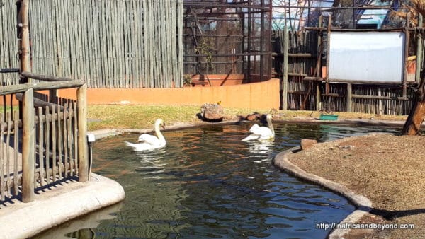 White swans - Emerald