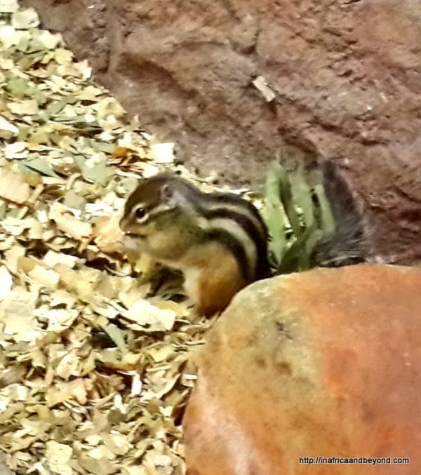 Chipmunk Emerald