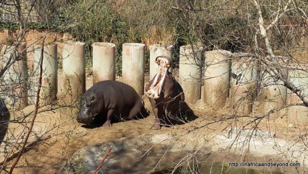 Romeo and Juliet hippos Emerald