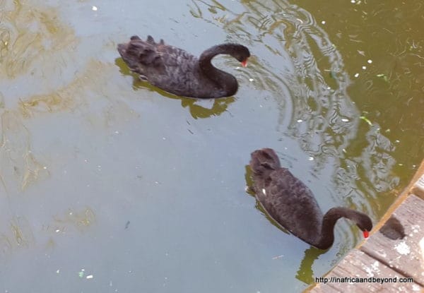 Black swans -Emerald
