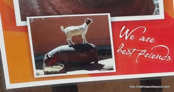 Boerbok and Bubbles - goat and hippo Emerald