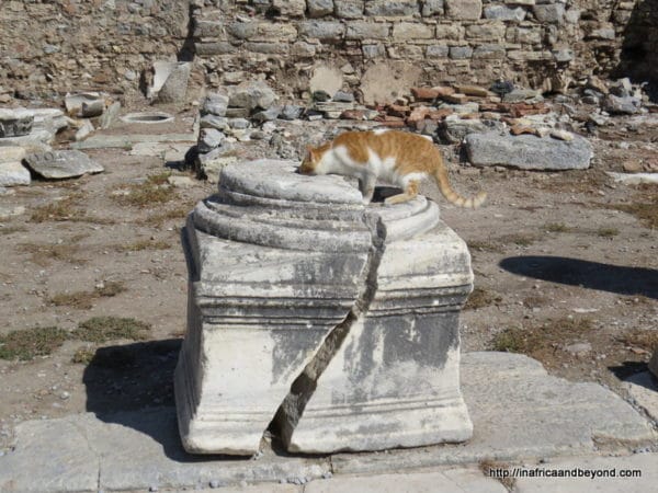 A thirsty cat drinks from the ruins