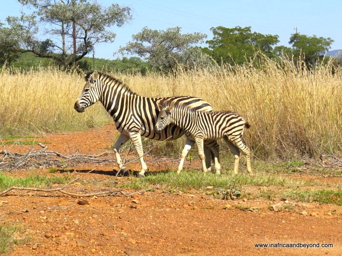 Review: Legend Golf and Safari Resort 9 Zebras