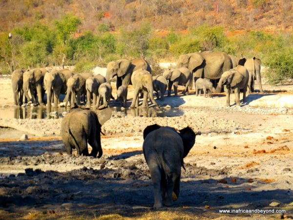 5 Best Hiking destinations in Uganda 2 Elephants Madikwe Game Reserve