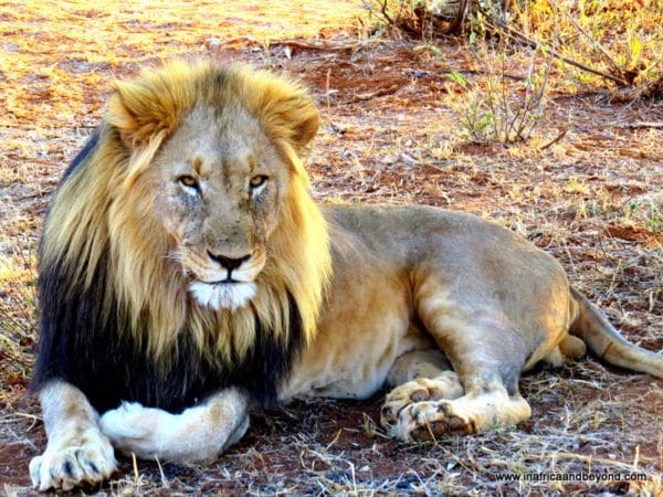 Lion Madikwe