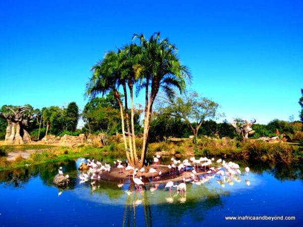 Flamingos Walt Disney World