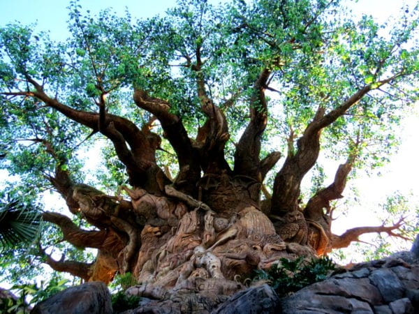 Tree of Life at Animal Kingdom