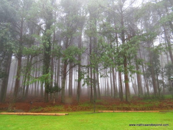 Crystal Springs Forests