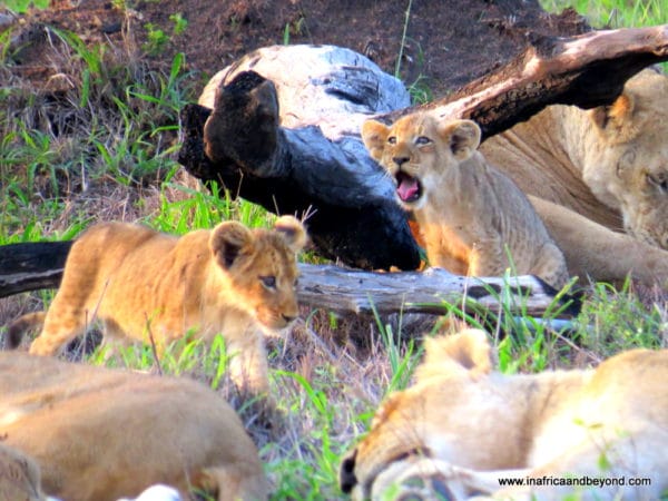 Lion Cubs Sabi Sabi