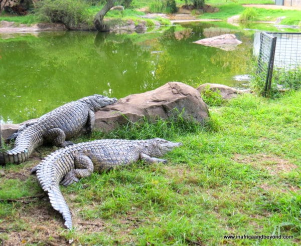 Crocodiles - Johannesburg Zoo