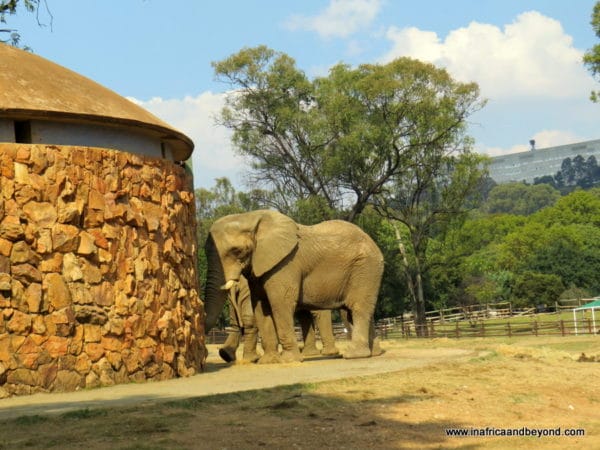 Elephants - Johannesburg Zoo
