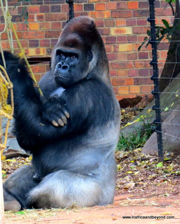 Gorilla Johannesburg Zoo 