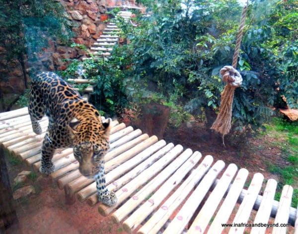 Leopard Johannesburg Zoo 
