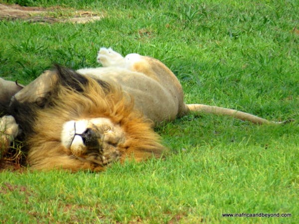 Lion - Johannesburg Zoo