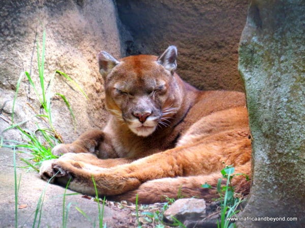 Puma - Johannesburg Zoo