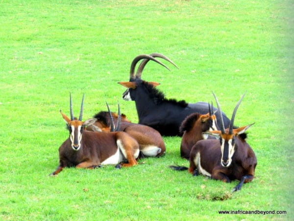 Sable Antelopes - Johannesburg Zoo
