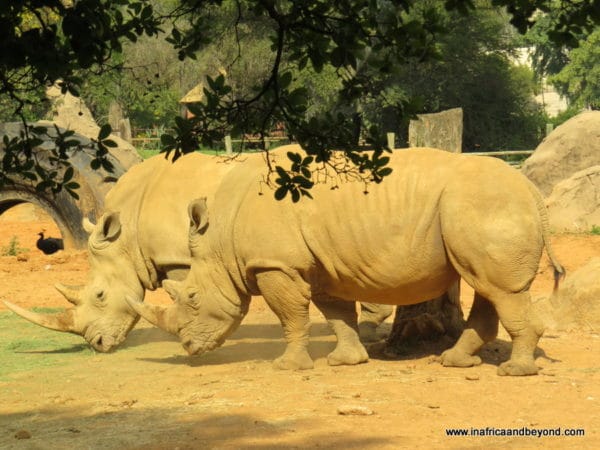 Rhinos - Johannesburg Zoo