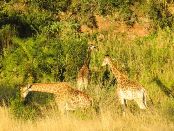 Gwahumbe Game and Spa - a tranquil KZN getaway 9 Giraffes Gwahumbe Game and Spa