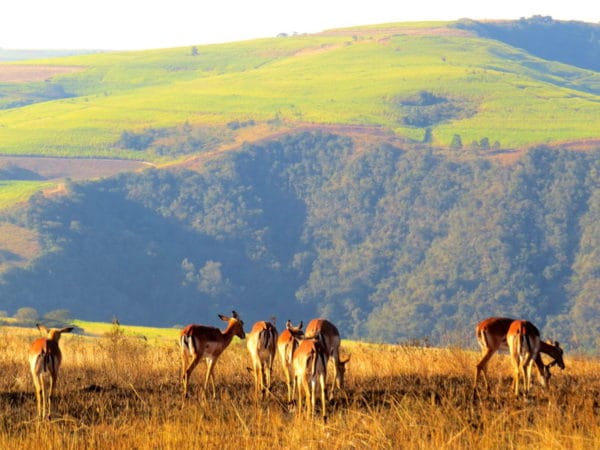 Gwahumbe Game and Spa Plains Game