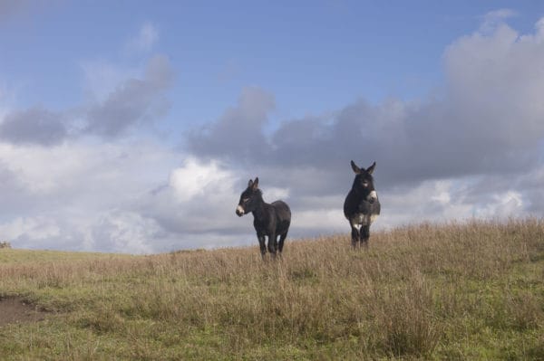 A pair of donkeys in County Clare, Ireland