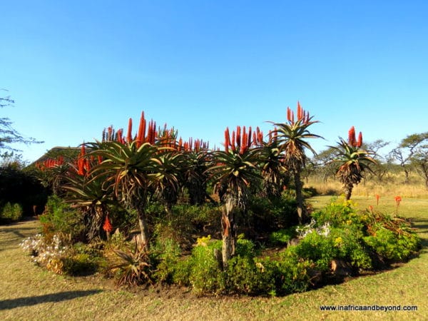Aloes Tala Game Reserve