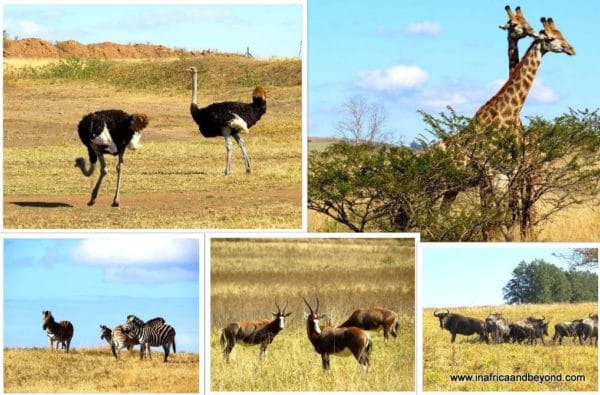 Animals Game Drive Tala Game Reserve