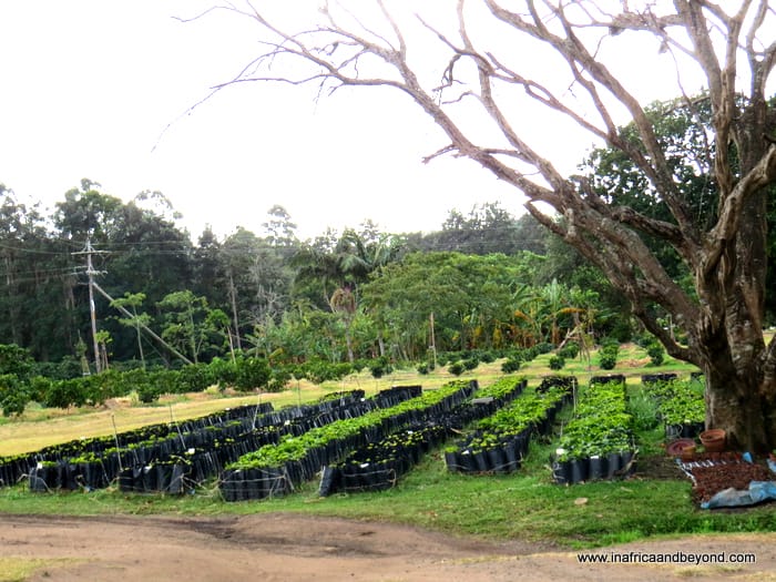 Beaver Creek Coffee Estate