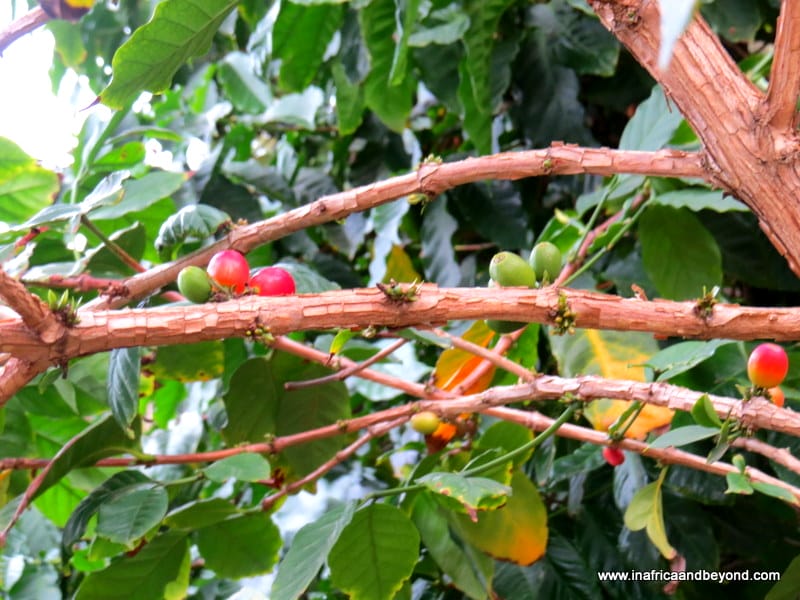 Coffee Plant at Beaver Creek Coffee Estate