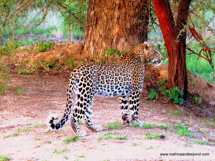 14 Best Things To Do in Mpumalanga 19 Reverse Bucket List