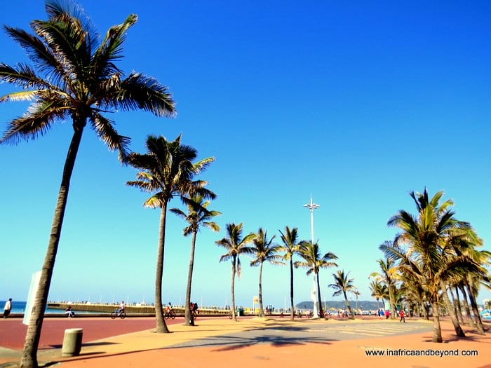 15 Best Family-Friendly Things To Do In Durban 2 palm trees on Durban promenade