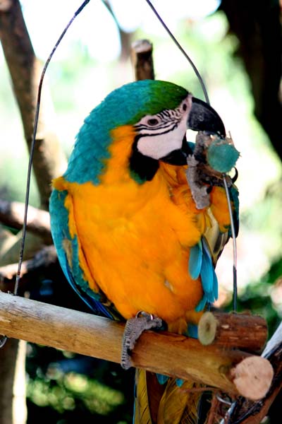 colourful bird in Umgeni River Bird Park 