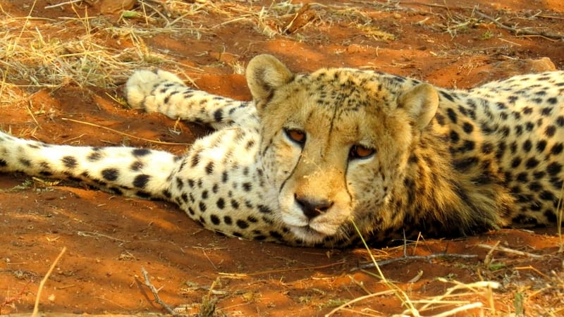 Cheetah Madikwe Safari Lodge
