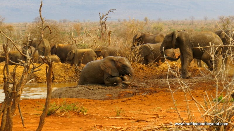 Madikwe Safari Lodge