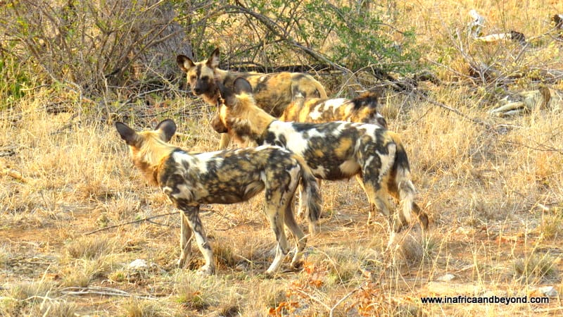 Wild dogs in Madikwe