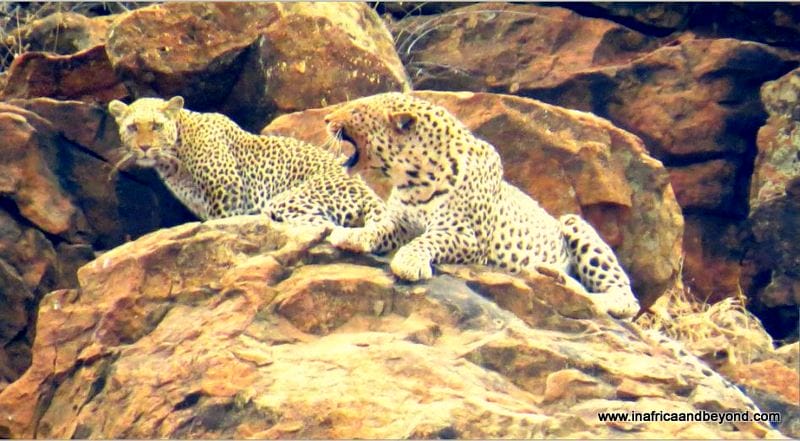 Madikwe Safari Lodge 