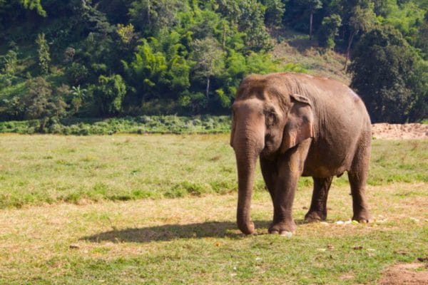 Elephant - Travelling around Thailand