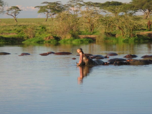 Dawn On safari in Tanzania 