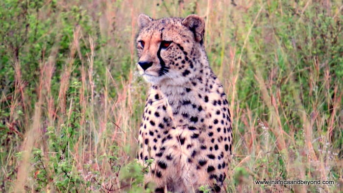 Clifftop Welgevonden