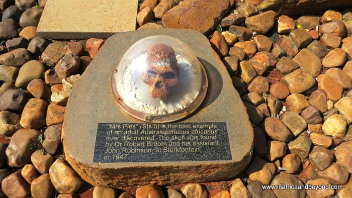 Cradle of Humankind Mrs Ples