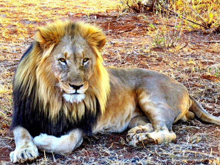 7 Best National Parks in East Africa 1 Lion in Madikwe